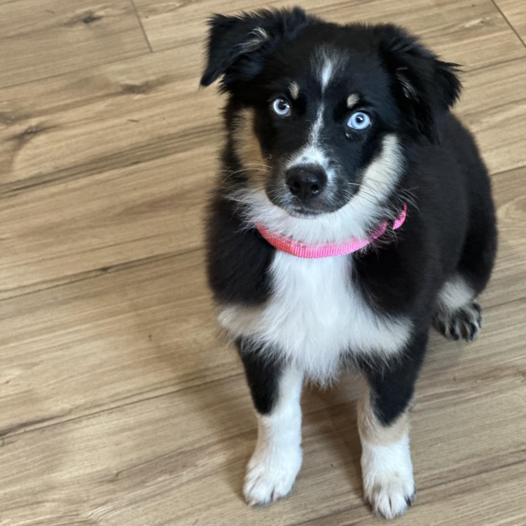 Enlarge Bee, a Adoptable mixed breed in San Saba, TX image 2/3