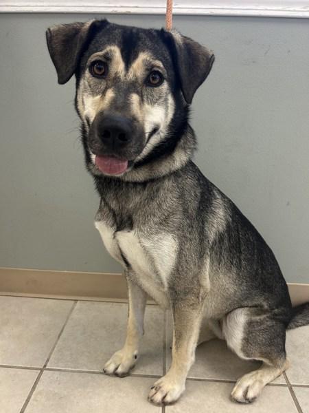 Lizzy, Adoptable, Adult Female German Shepherd Dog & Siberian Husky.