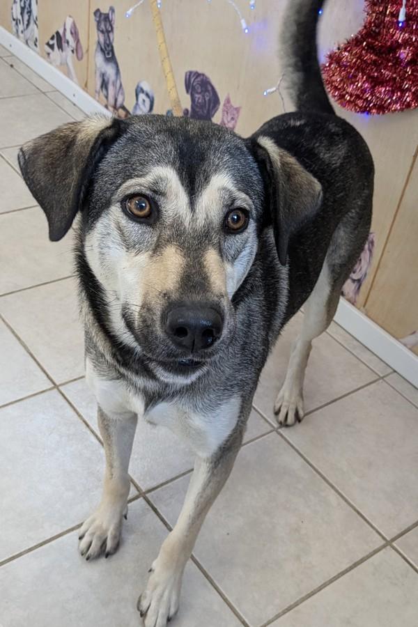 Lizzy, Adoptable, Adult Female German Shepherd Dog & Siberian Husky.