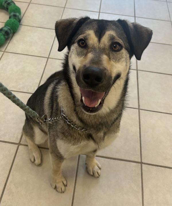 Enlarge Lizzy, a Adoptable mixed breed in Osage Beach, MO image 3/5