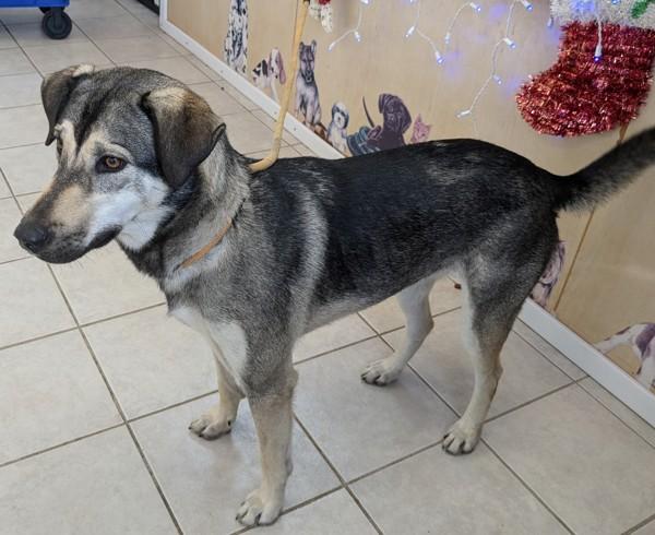 Enlarge Lizzy, a Adoptable mixed breed in Osage Beach, MO image 4/5