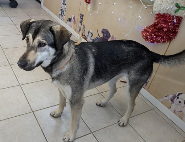 Enlarge Lizzy, a Adoptable mixed breed in Osage Beach, MO image 5/5