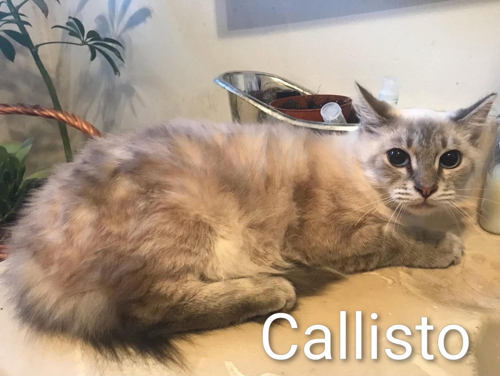 Enlarge Callisto, a Adoptable Siamese in Monrovia, CA image 2/3