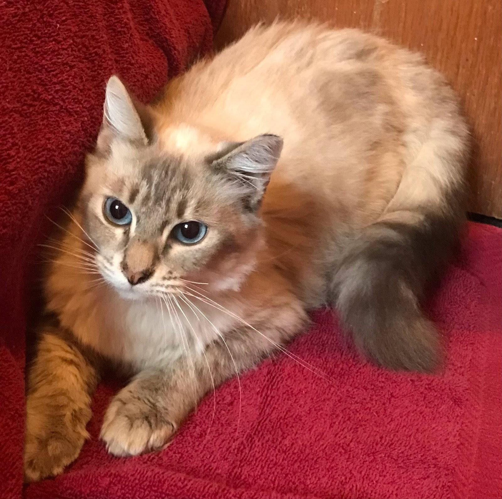 Enlarge Callisto, a Adoptable Siamese in Monrovia, CA image 3/3