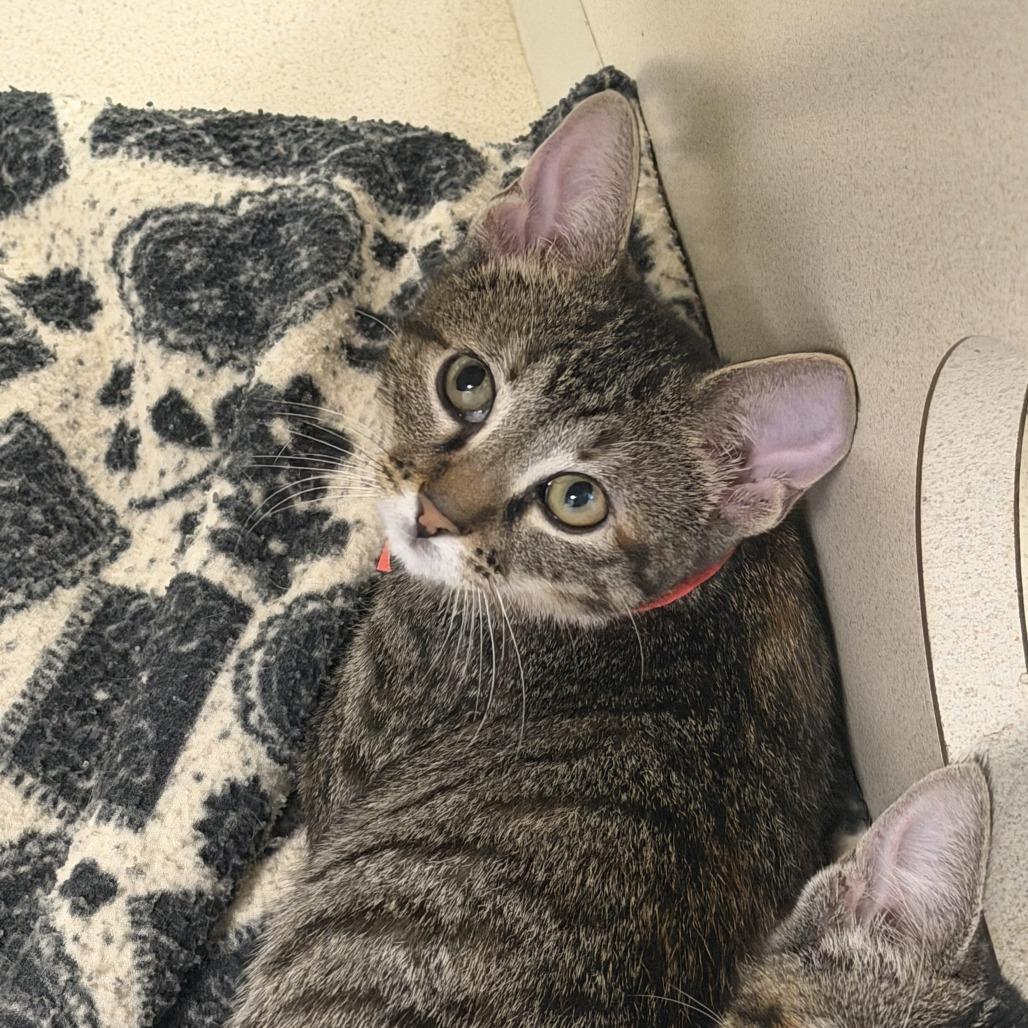 Sadness (26-3C-2), a Adoptable Domestic Short Hair in Rifle, CO image 1/2