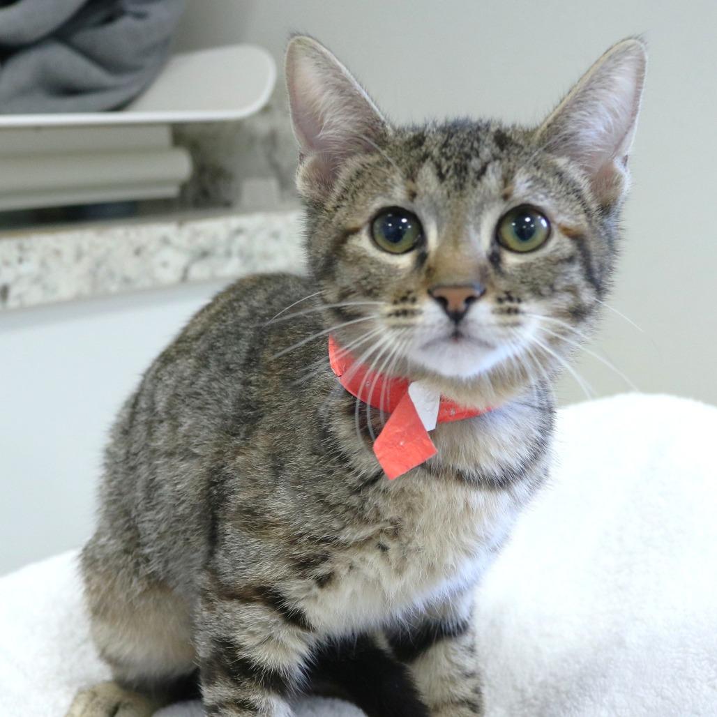 Sadness (26-3C-2), a Adoptable Domestic Short Hair in Rifle, CO image 2/2