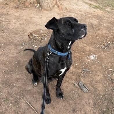 CINDERELLA DISNEY, a Adoptable Pit Bull Terrier in lawton, OK image 1/5