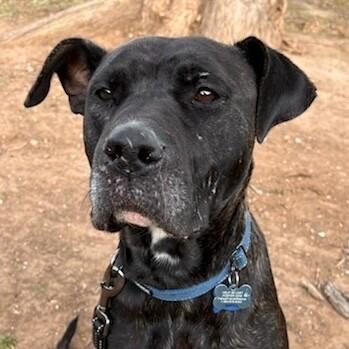 CINDERELLA DISNEY, a Adoptable Pit Bull Terrier in lawton, OK image 2/5