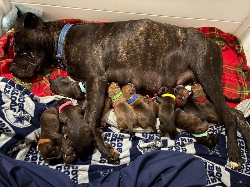 CINDERELLA DISNEY, a Adoptable Pit Bull Terrier in lawton, OK image 3/5