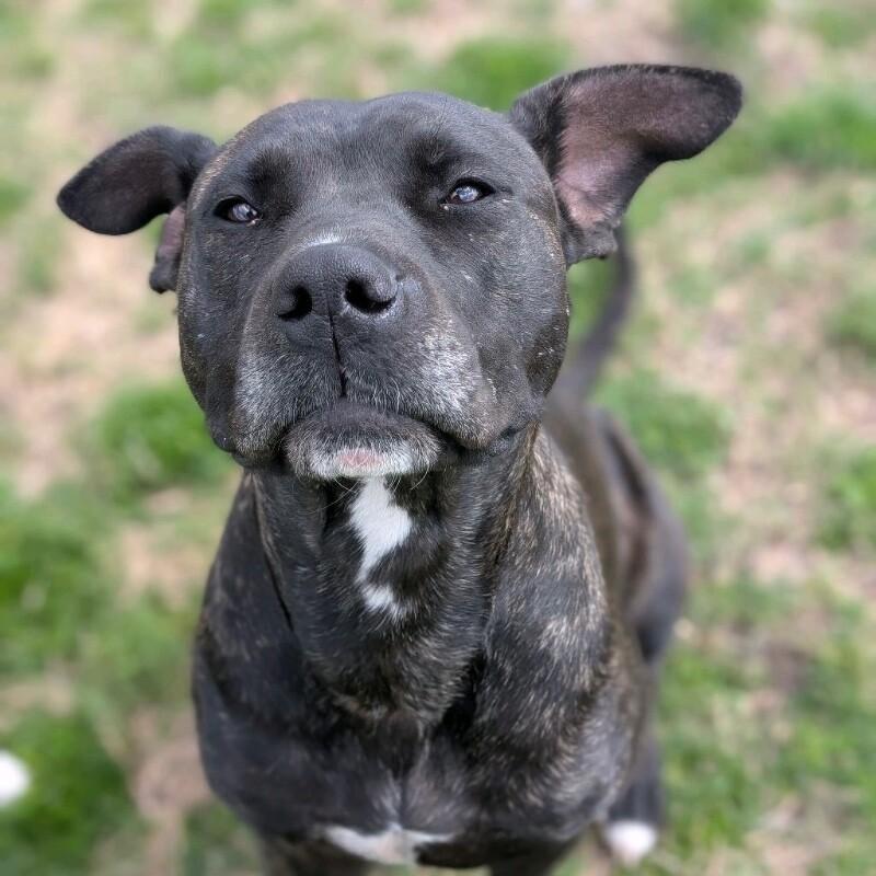 CINDERELLA DISNEY, a Adoptable Pit Bull Terrier in lawton, OK image 4/5