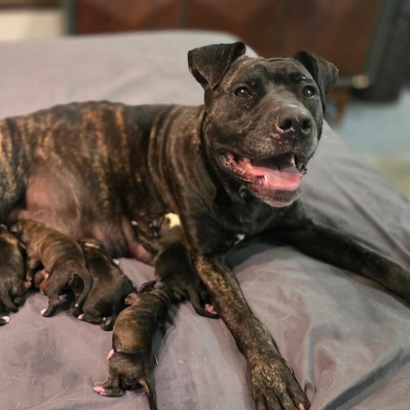 CINDERELLA DISNEY, a Adoptable Pit Bull Terrier in lawton, OK image 5/5