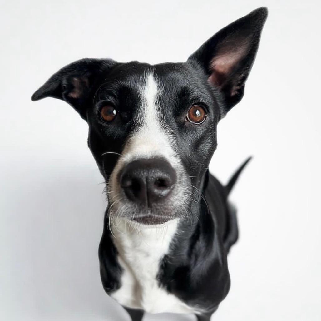 Enlarge Cleo, a Adoptable Collie in San Antonio, TX image 1/3