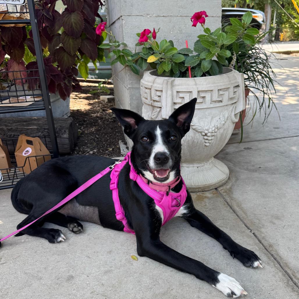 Enlarge Cleo, a Adoptable Collie in San Antonio, TX image 2/3