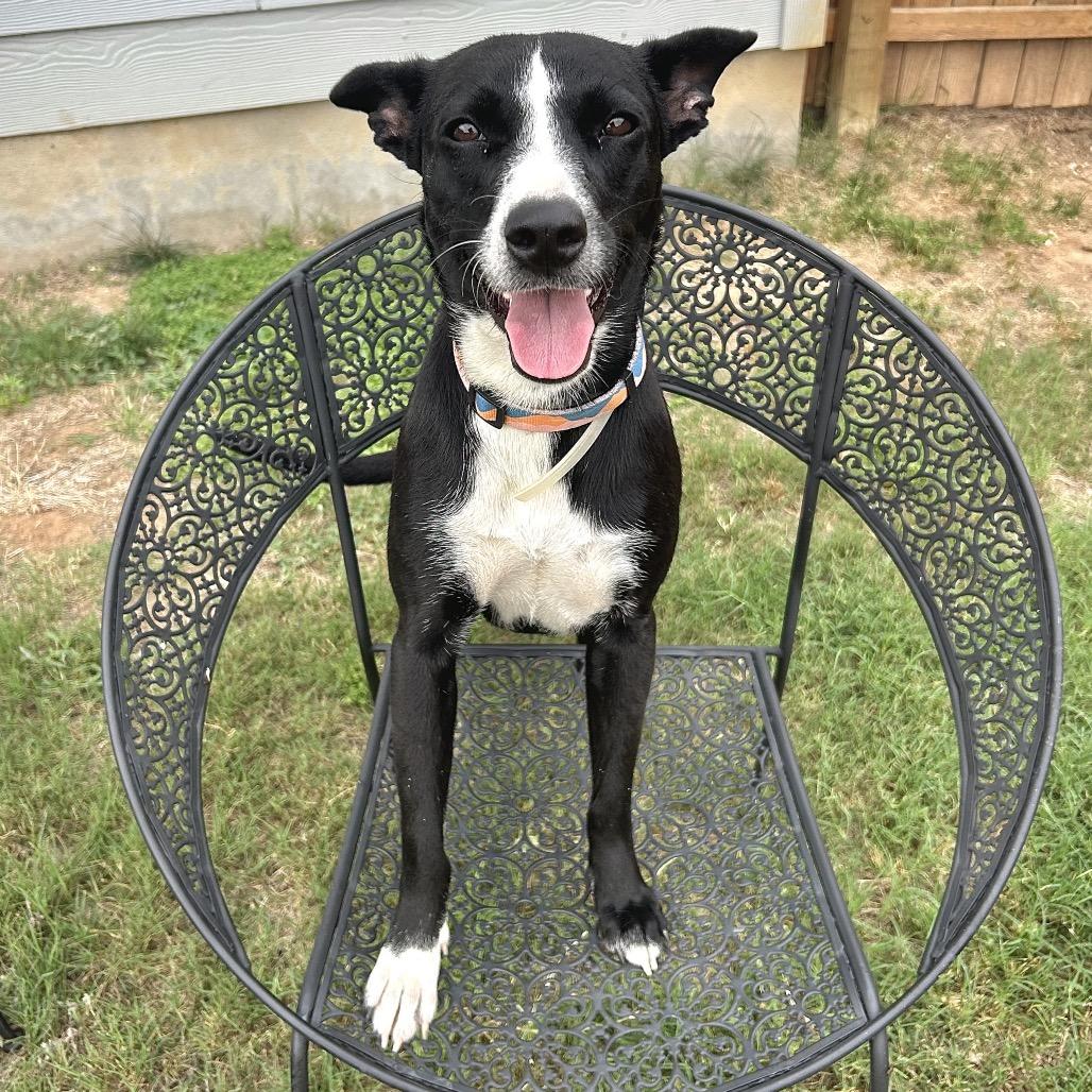 Enlarge Cleo, a Adoptable Collie in San Antonio, TX image 3/3