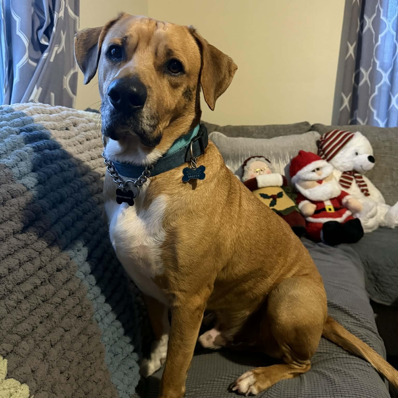 Enlarge Melvin, a ADOPTABLE mixed breed in Schenectady, NY image 1/5