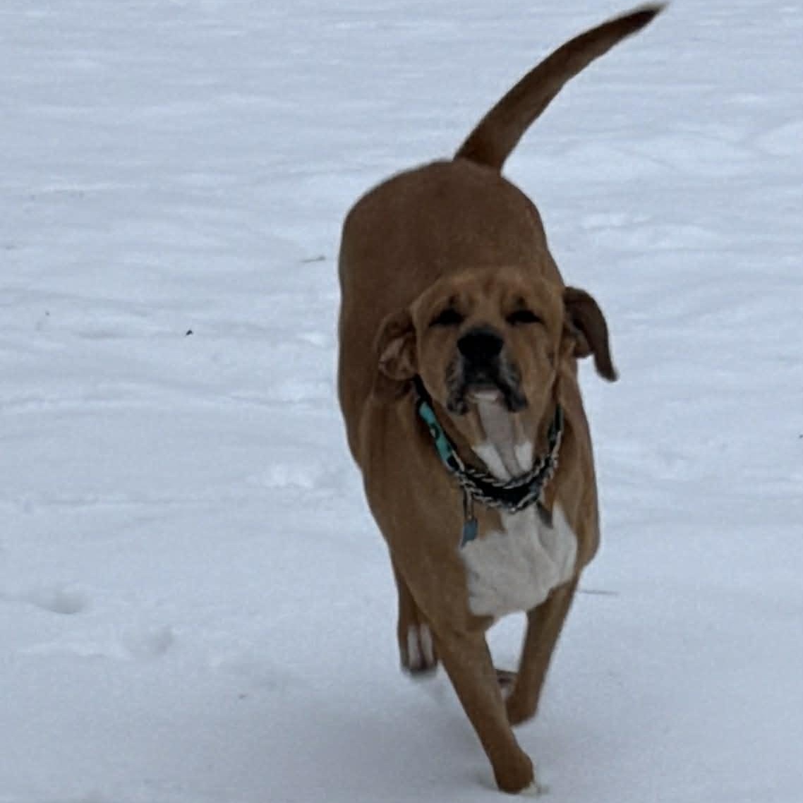 Enlarge Melvin, a ADOPTABLE mixed breed in Schenectady, NY image 2/5