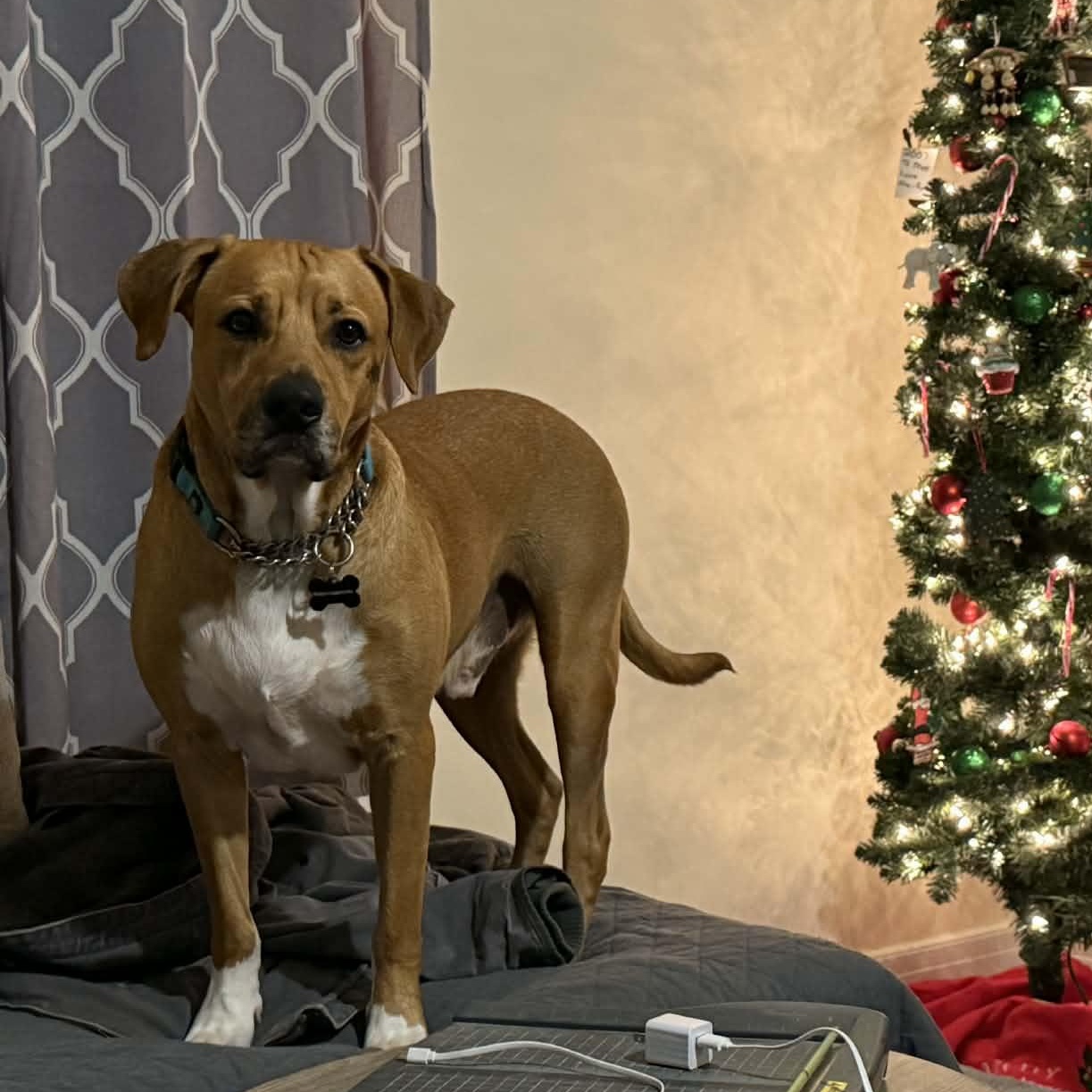 Enlarge Melvin, a ADOPTABLE mixed breed in Schenectady, NY image 3/5