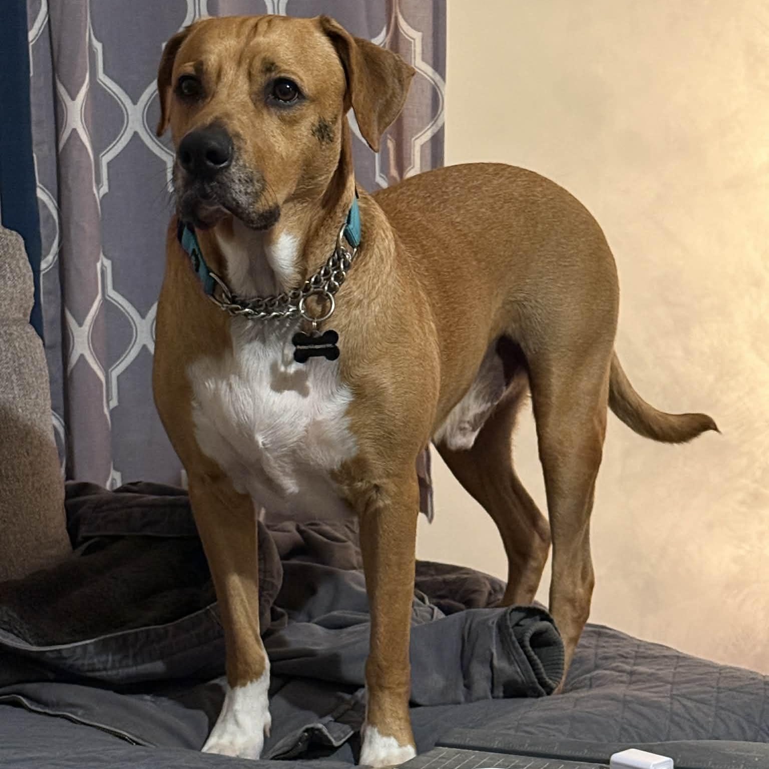 Enlarge Melvin, a ADOPTABLE mixed breed in Schenectady, NY image 5/5