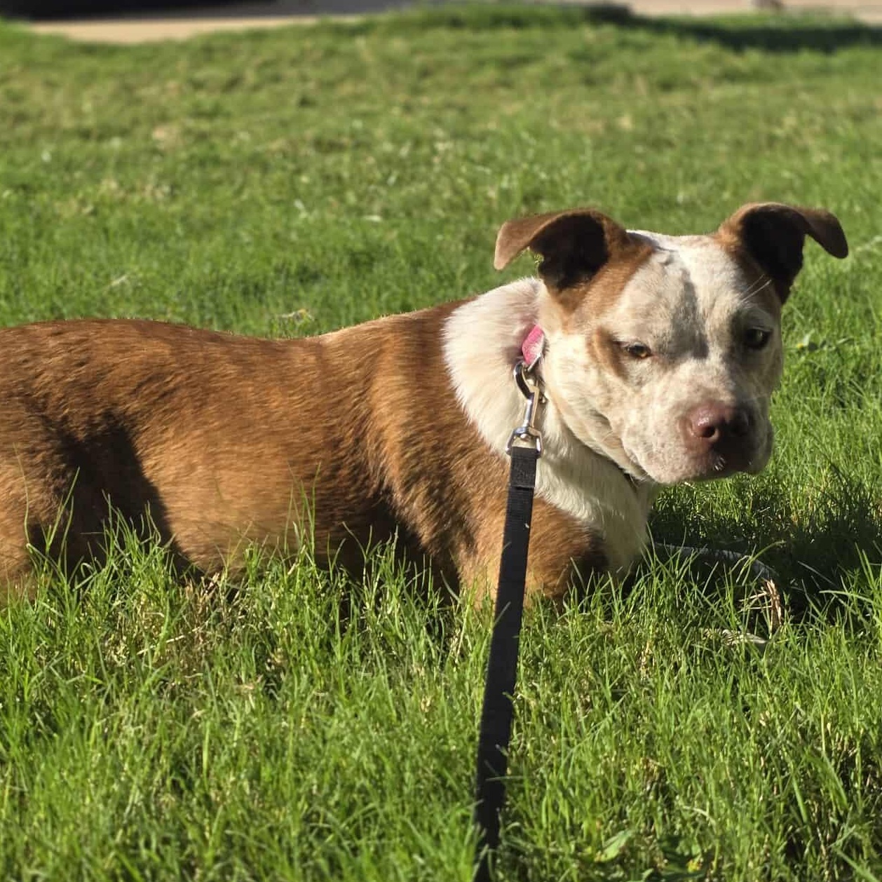 Cinnamon — thumbnail 2