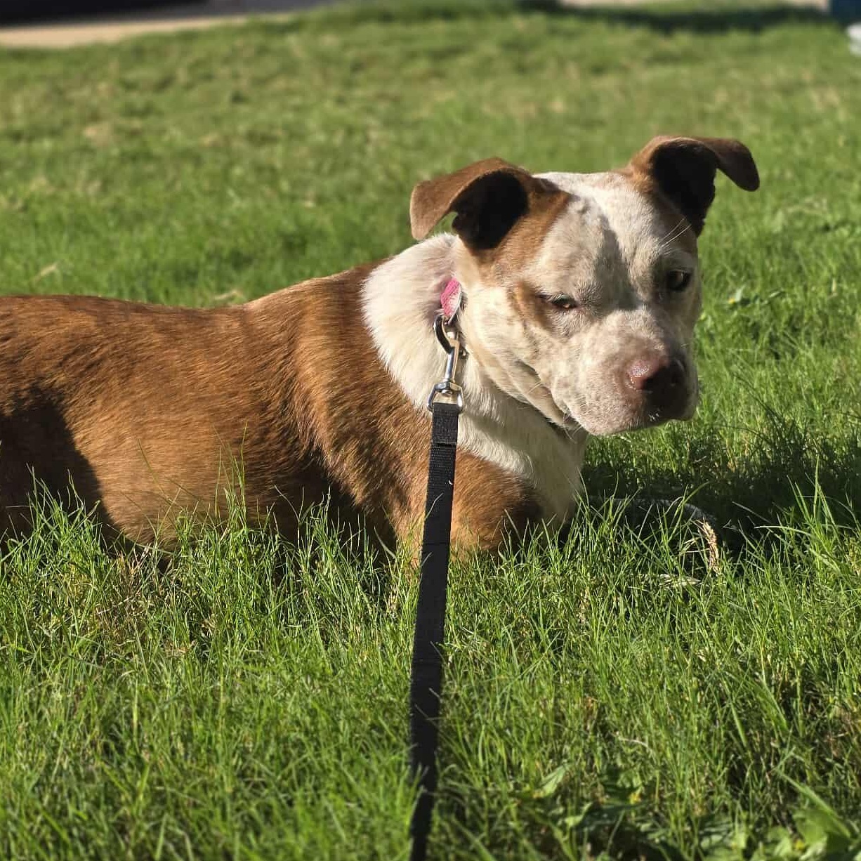 Cinnamon — thumbnail 3