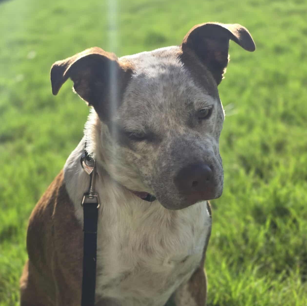 Cinnamon — thumbnail 4