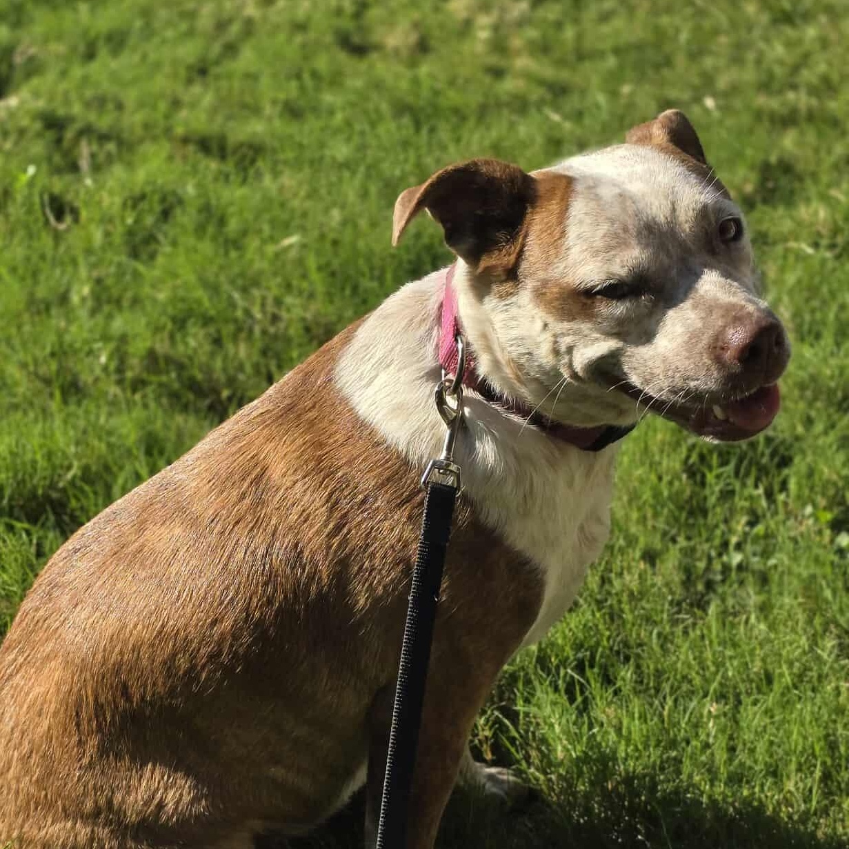 Cinnamon — thumbnail 6