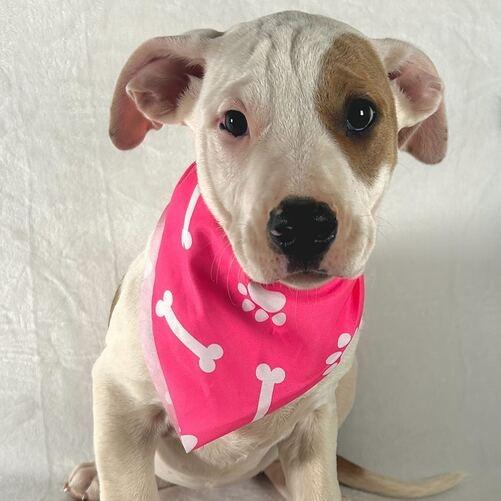 Kaia, Adoptable, Puppy Female Terrier.