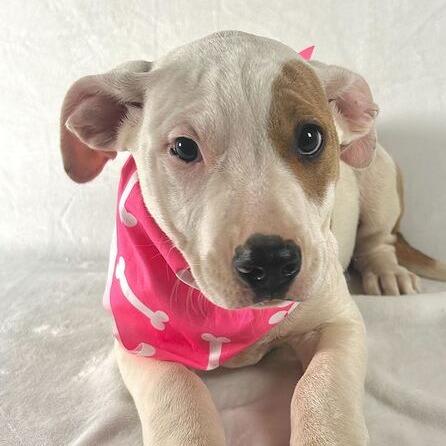 Enlarge Kaia, a Adoptable Terrier in Johnson City, TN image 2/3