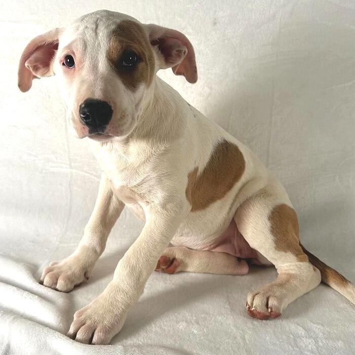 Enlarge Kaia, a Adoptable Terrier in Johnson City, TN image 3/3