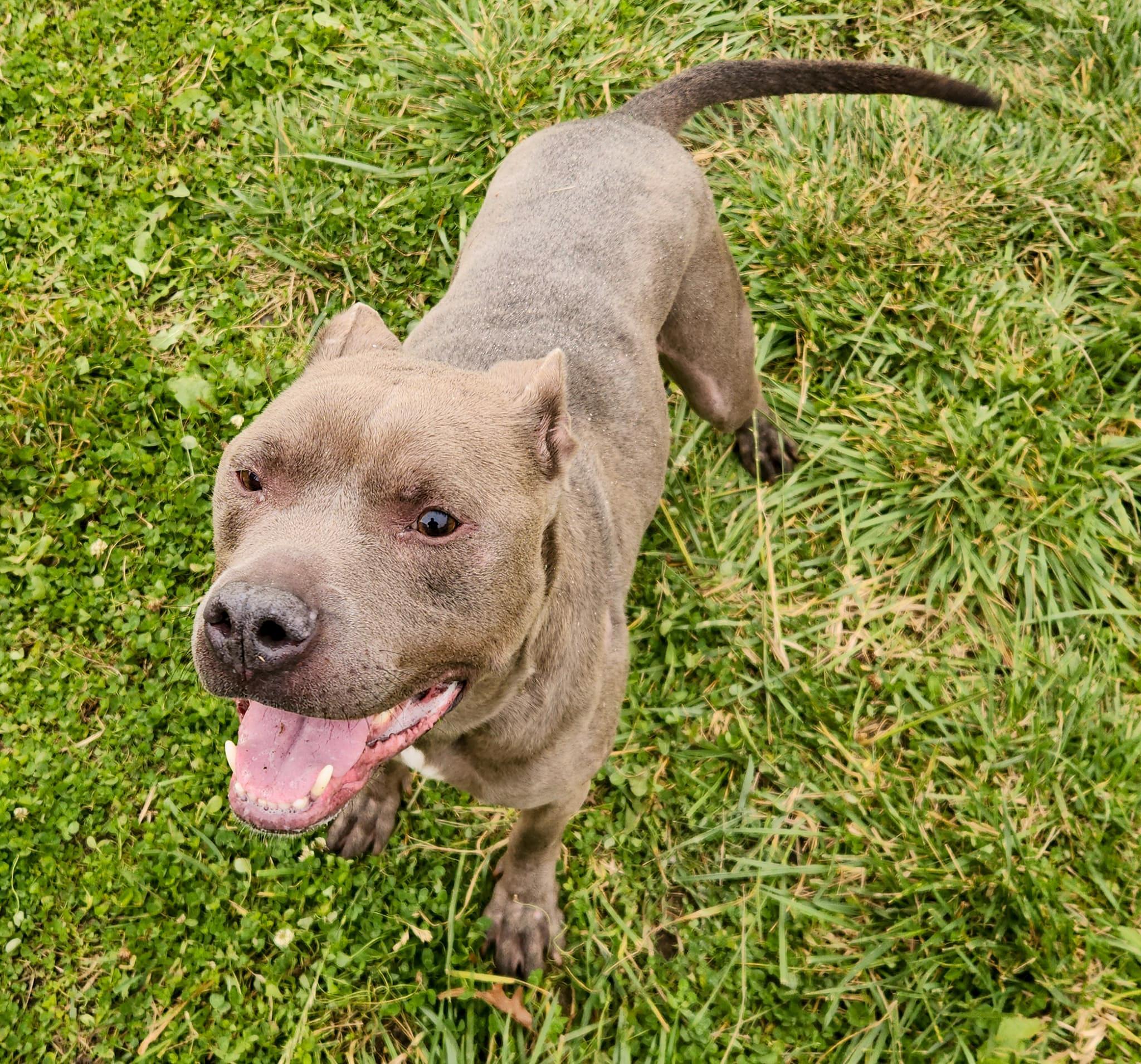 BLU- Needs a foster/forever home!