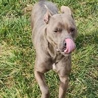 BLU- Needs a foster/forever home! photo 4