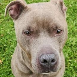 BLU- Needs a foster/forever home! photo 3