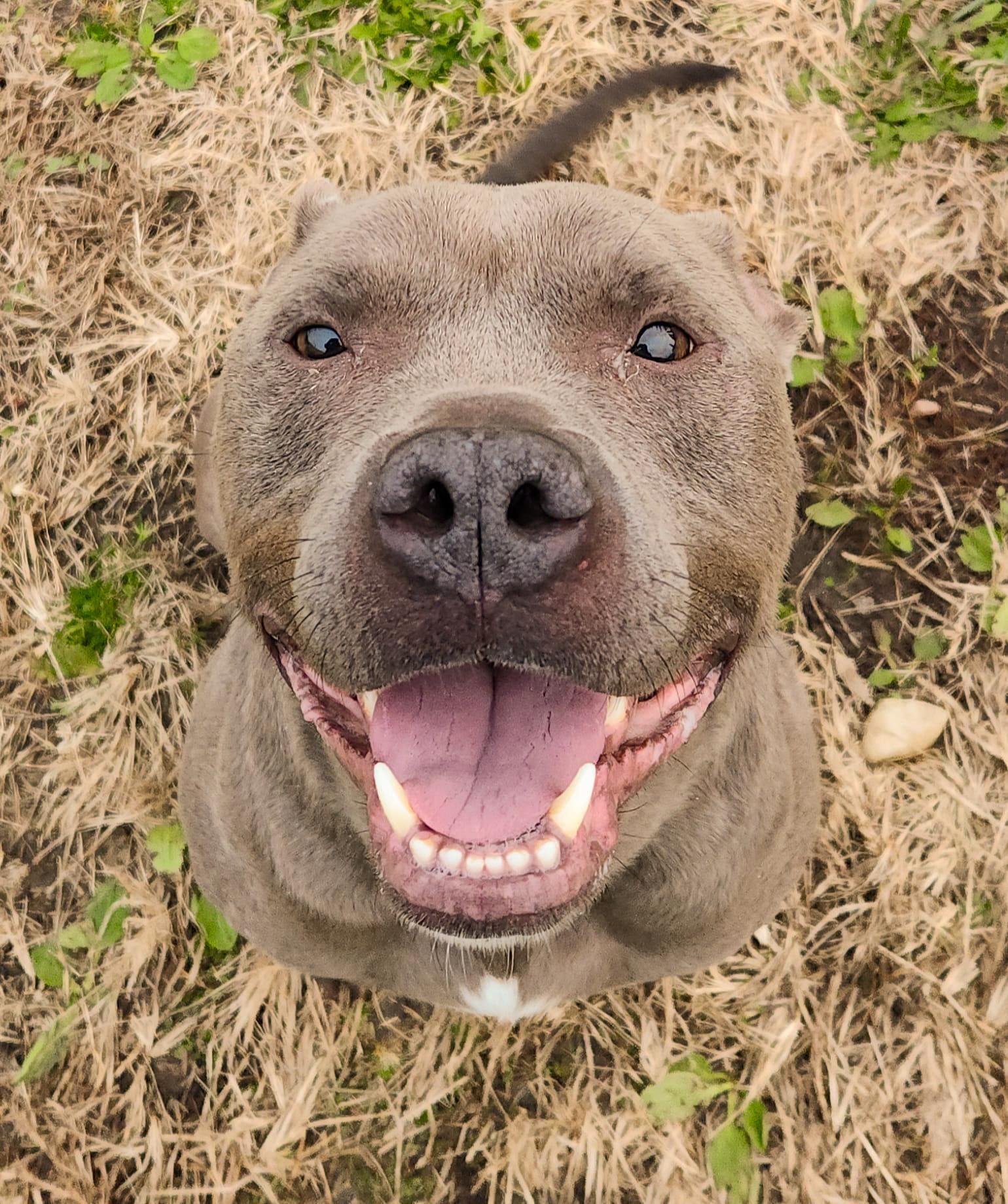 BLU- Needs a foster/forever home! — thumbnail 2