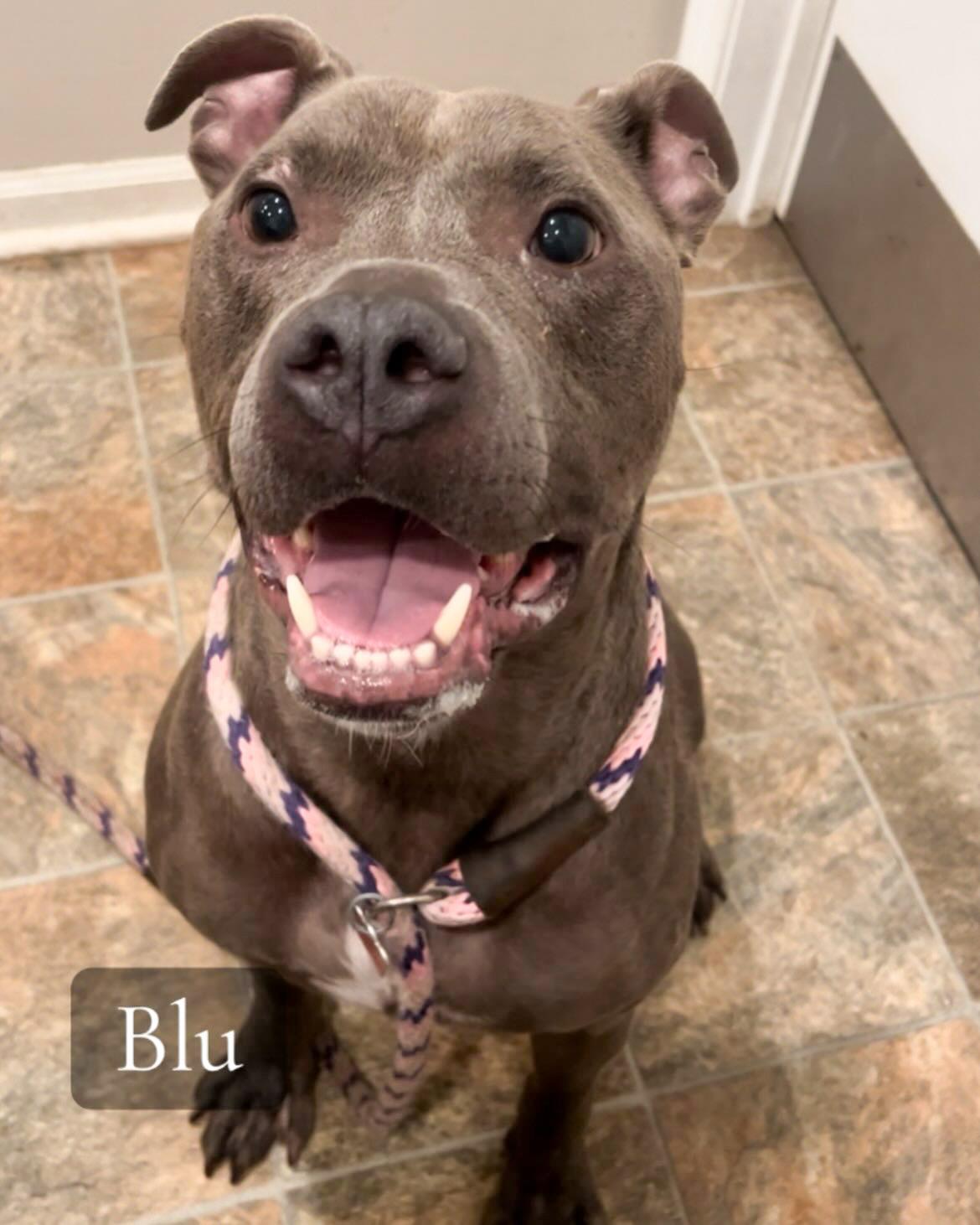 BLU- Needs a foster/forever home! — thumbnail 3