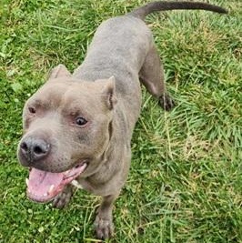 BLU- Needs a foster/forever home! photo 2