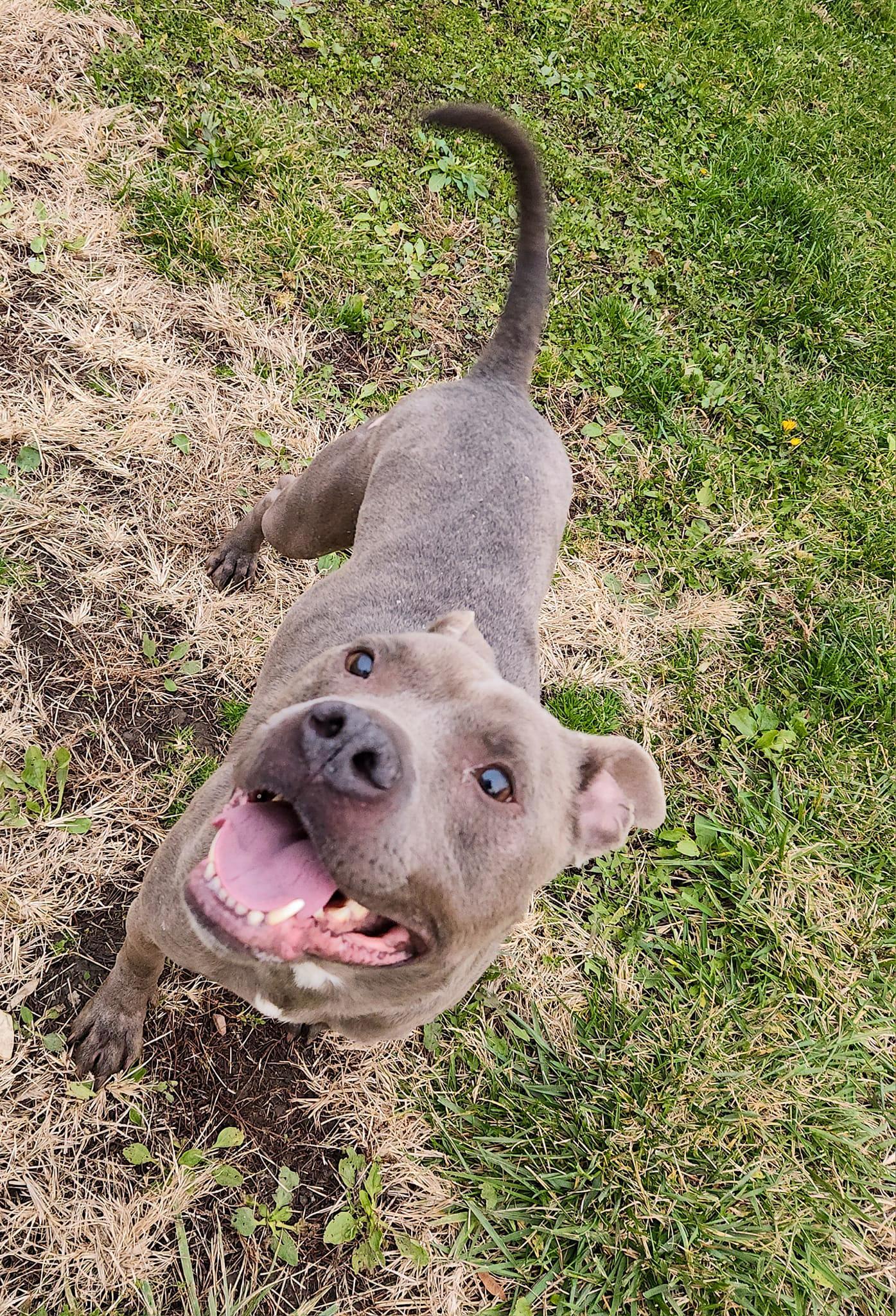 BLU- Needs a foster/forever home! — thumbnail 4