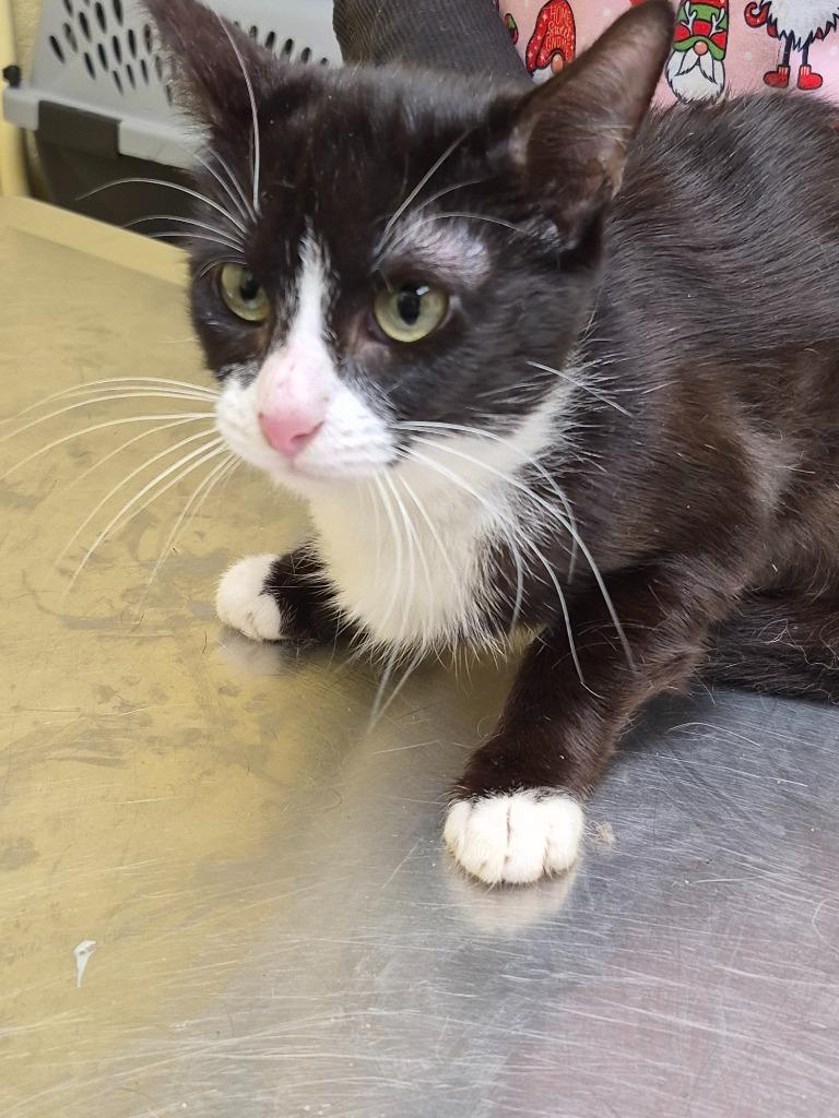 Miss Boug, Adoptable, Adult Female Domestic Short Hair.