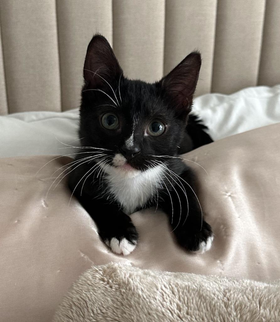 Dolce25, Adoptable, Young Female Domestic Short Hair.