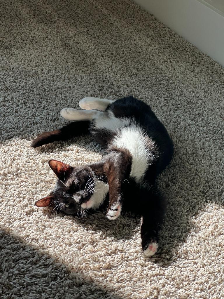 Dolce25, Adoptable, Young Female Domestic Short Hair.