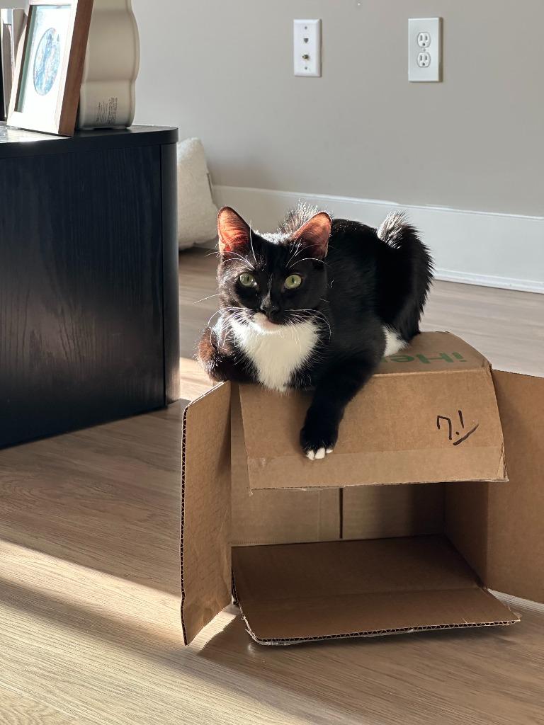 Enlarge Dolce25, a Adoptable mixed breed in Youngsville, NC image 2/2