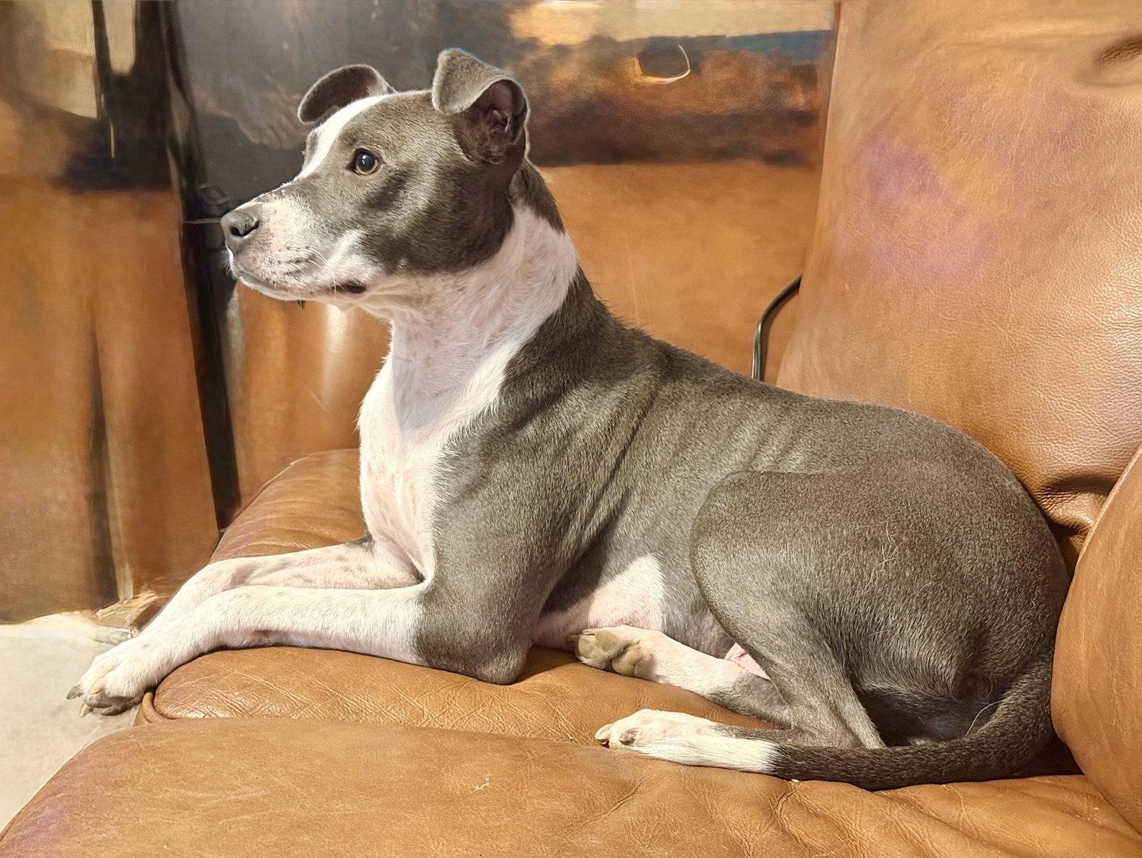 Allie, Adoptable, Adult Female Labrador Retriever.
