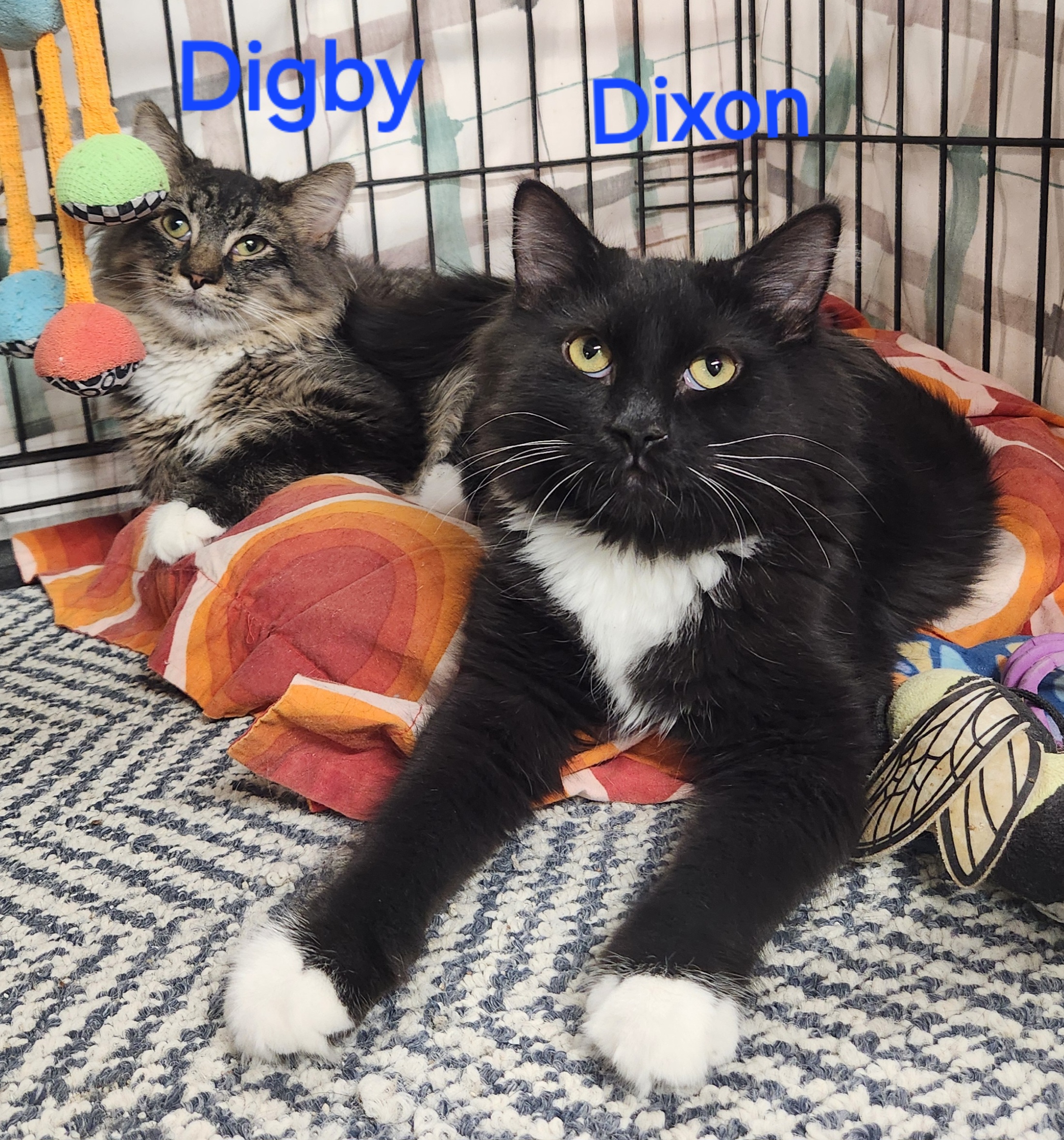 Digby, a Adoptable mixed breed in Whitewater, WI image 4/4