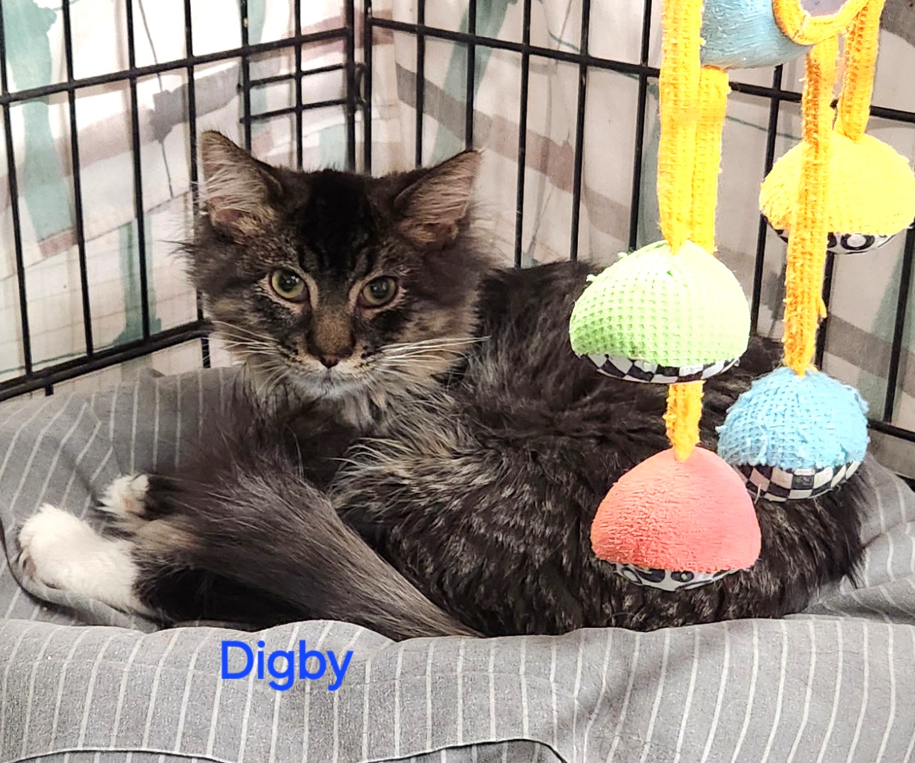 Digby, a Adoptable mixed breed in Whitewater, WI image 2/4