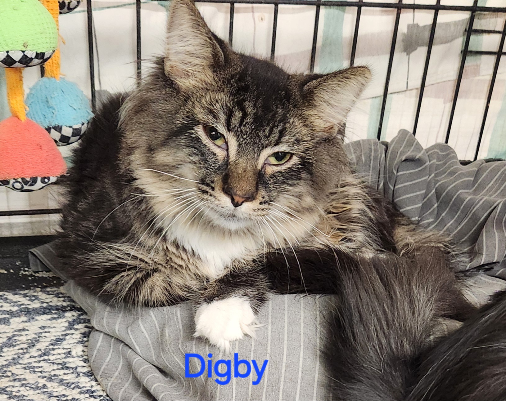 Digby, a Adoptable mixed breed in Whitewater, WI image 1/4