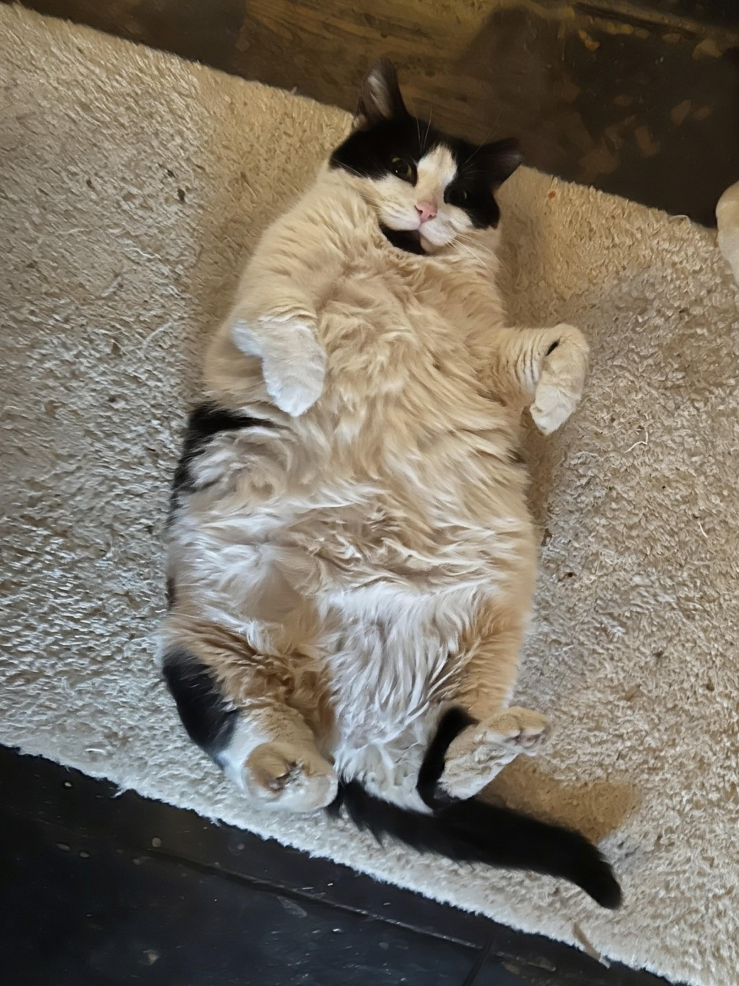 Enlarge Lilly, a ADOPTABLE mixed breed in Blacksburg, VA image 3/4