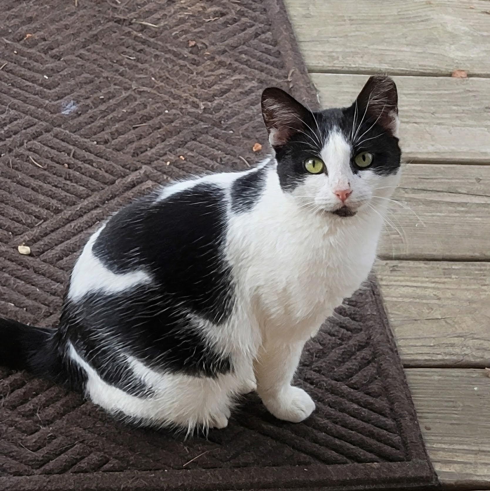 Lilly, ADOPTABLE, Young Female Domestic Short Hair.