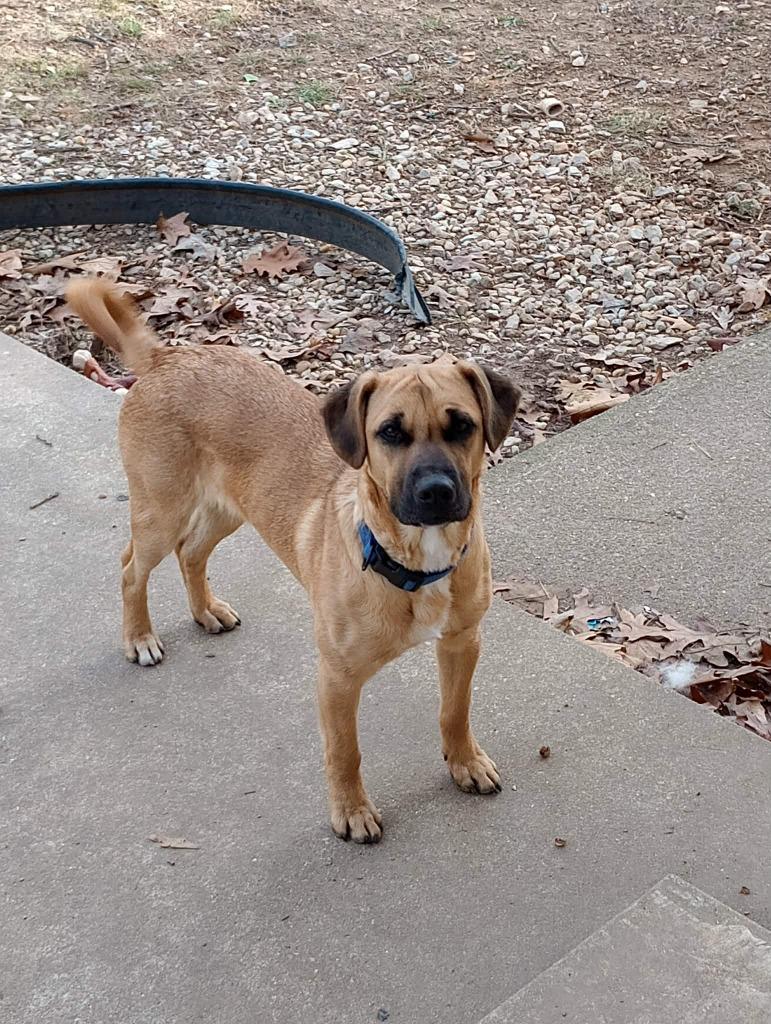 Enlarge Willy Wonka, a Adoptable mixed breed in Crocker, MO image 1/6
