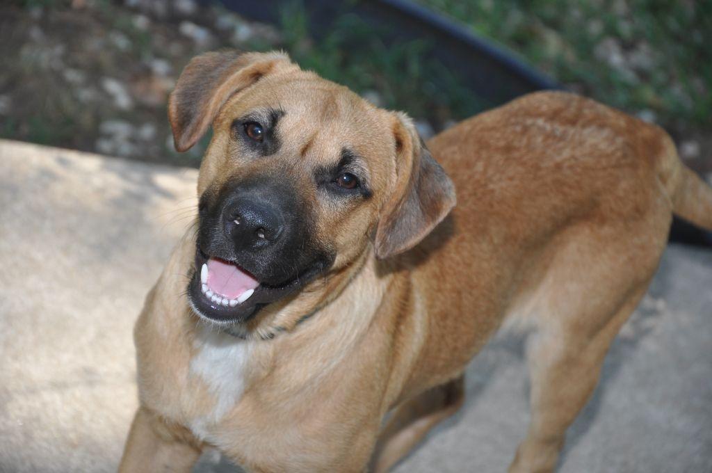 Enlarge Willy Wonka, a Adoptable mixed breed in Crocker, MO image 5/6