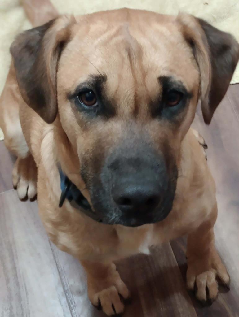 Enlarge Willy Wonka, a Adoptable mixed breed in Crocker, MO image 6/6