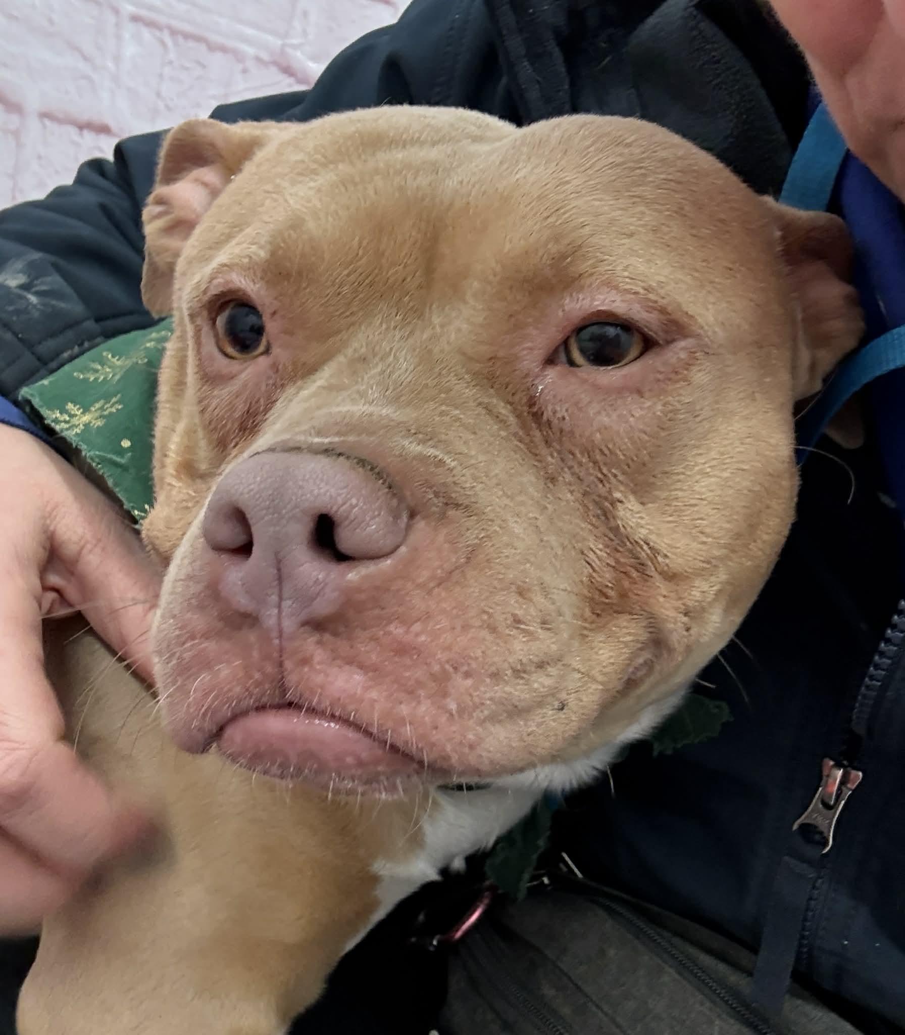 Enlarge Mona, a Adoptable mixed breed in Oxford, MI image 4/6